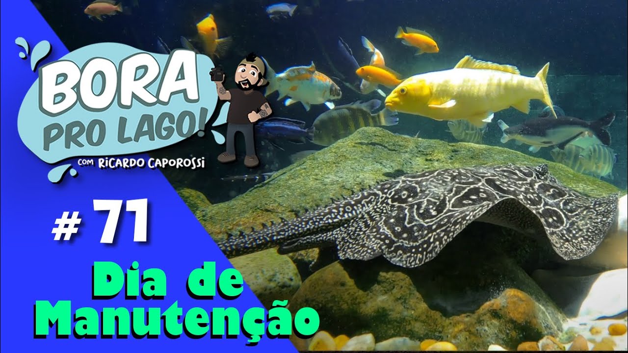 Coloquei peixes na minha piscina!!! | Bora pro Lago #71