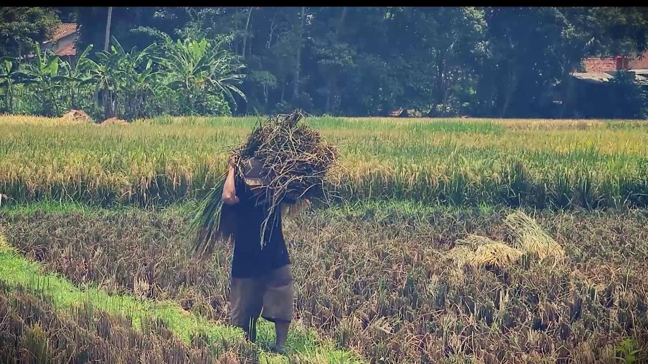 Hard Labor: Carrying Freshly Cut Paddy for Processing _FarmersLife _Shorts