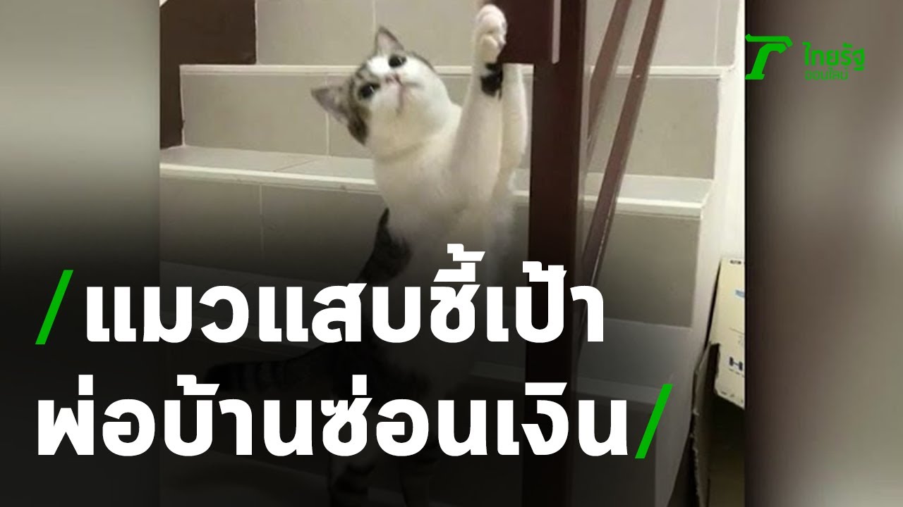 แมวสุดแสบ ชี้เป้าพ่อบ้านซ่อนเงินเมีย | 20-11-63 | ข่าวเช้าหัวเขียว