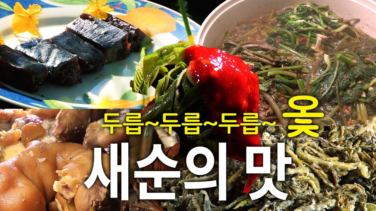 두릅 두릅 두릅~~ 옻오를까 무서워도 먹는 새순의 맛~ 한국맛집K