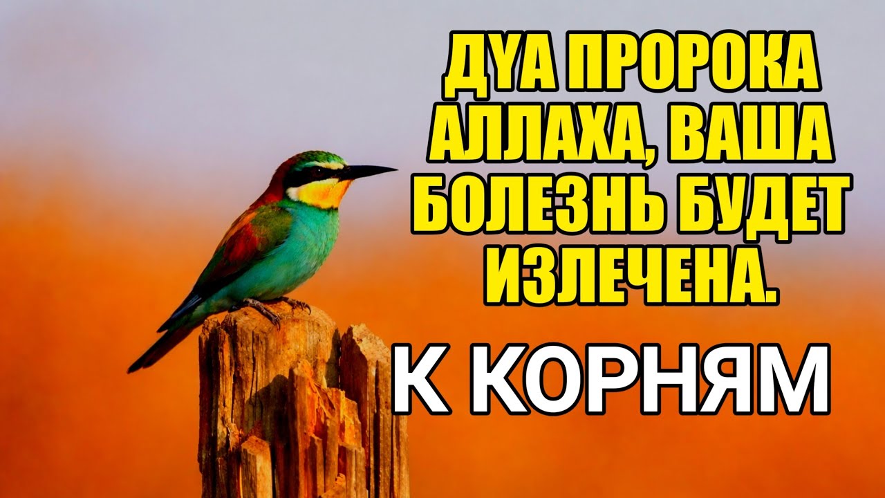 Дya пророков Мухаммеда полностью излечились от всех болезней 🤲❤️‍🩹