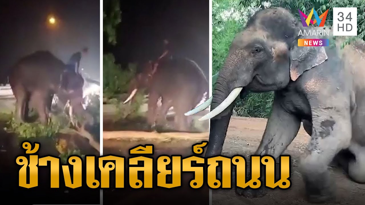 พายุถล่มพัดต้นไม้ล้มขวางถนน ช้างพลเมืองดีลุยเคลียร์ให้ | ข่าวเที่ยงอมรินทร์ | 25 เม.ย.66