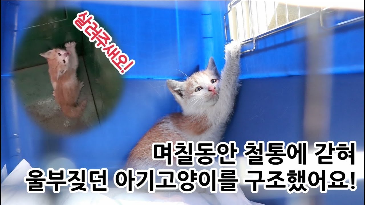철통 속에 갇혀 울부짖던 아기고양이를 구조했어요