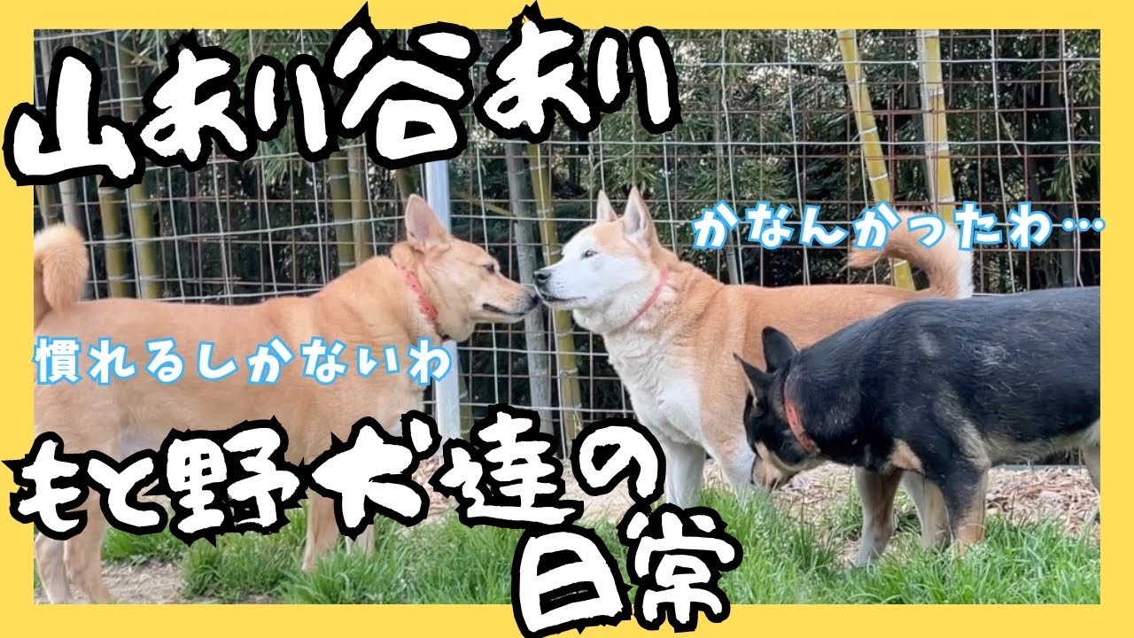犬生も山あり谷あり。生きているんだなぁ