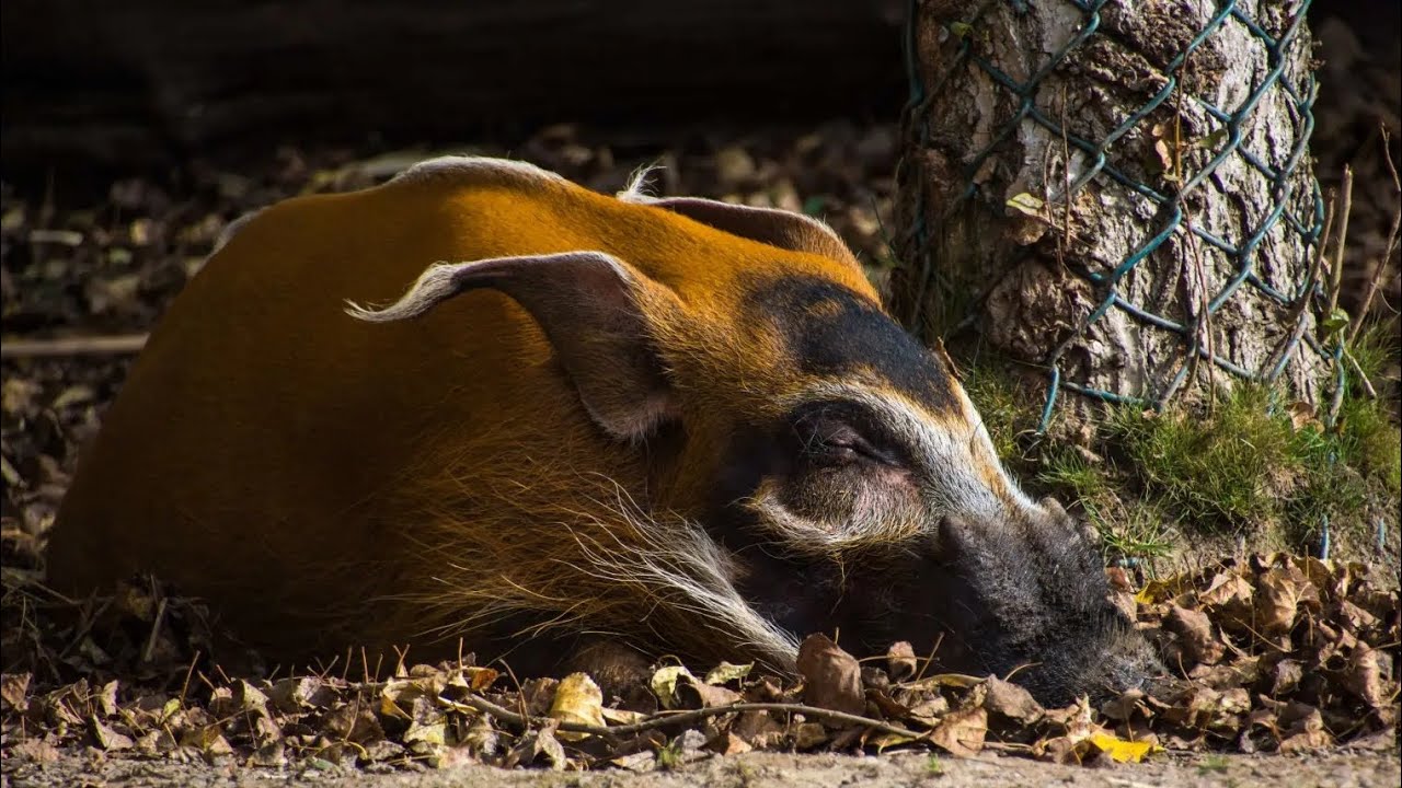 Red River Hog, the most dapper pig species in nature, that you might not know about.
