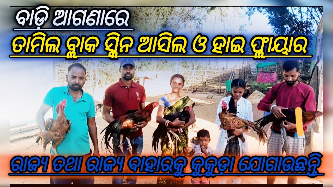 ତାମିଲ ବ୍ଲାକ ସ୍କିନ କୁକୁଡ଼ା ପାଳନ କରି ମହିଳା ଚାଷୀ ସ୍ୱାବଲମ୍ବୀ |poultry farming in odisha 