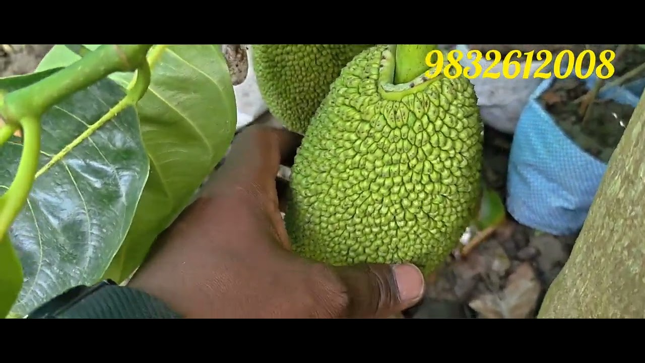 Super early all time jackfruit plant available 4 varieties plant kolkata west bengal Thailand furit