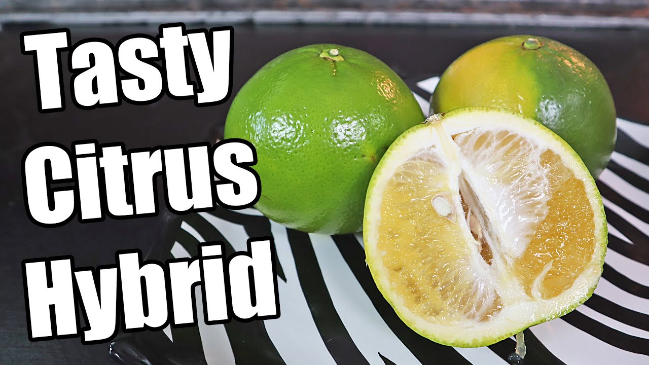 COCKTAIL GRAPEFRUIT : Reviewing a Strange Citrus Hybrid (Mandelo) - Weird Fruit Explorer