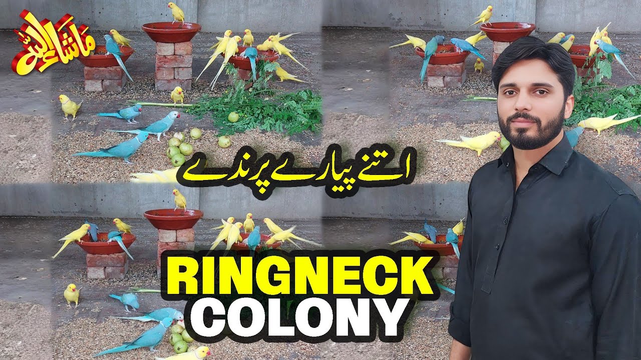 Sare Birds ne Flying Aviary mein Apni jaga bna li | Ringneck Colony | Naveed Ahmad