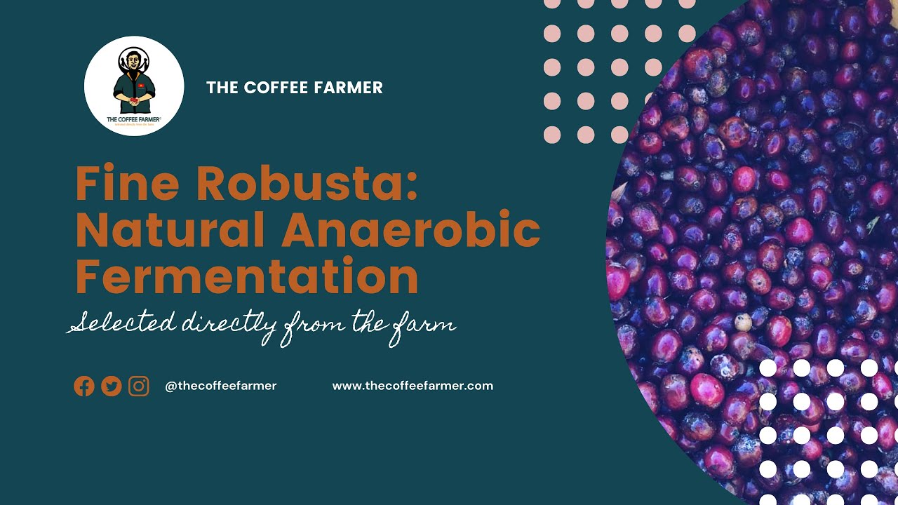 FINE ROBUSTA NATURAL COFFEE PROCESSING - ANAEROBIC FERMENTATION WITH YEAST | THE COFFEE FARMER