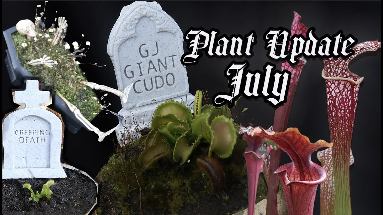 Carnivorous Plant Update | July