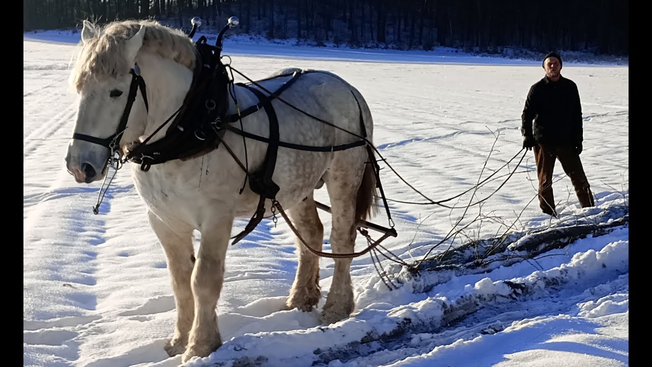 Holzrücken mit dem Pferd, 100jähriges Drechsel-Holz (Eichen)