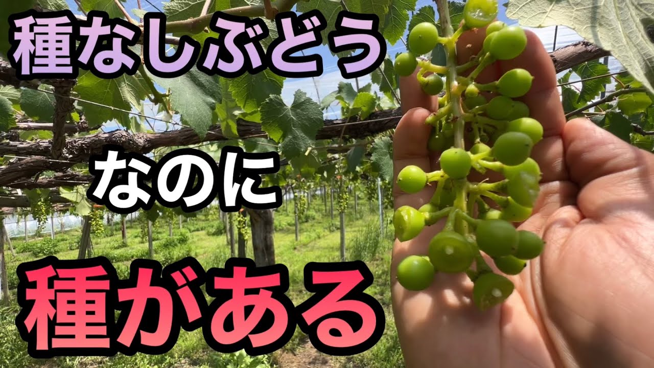 種なしぶどうに種が入っている訳〜見分け方と原因と対策〜2023-05-26