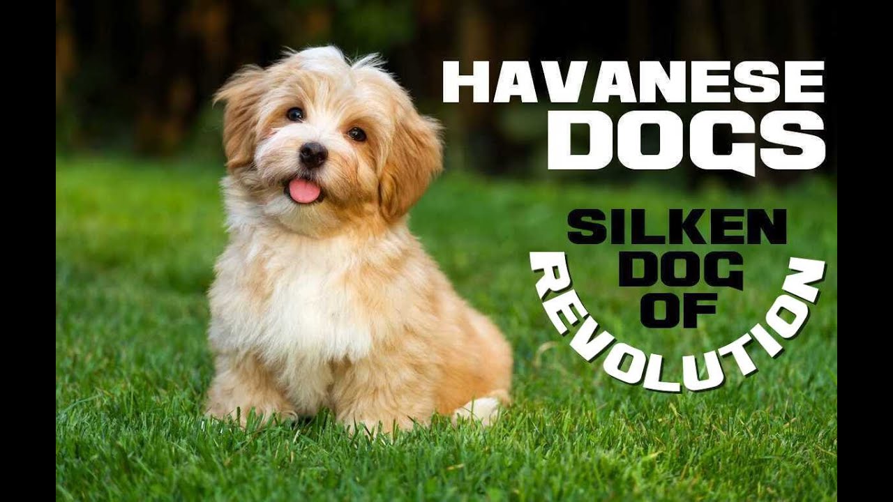 10 Havanese Dog Facts - The Silken Dog of Revolution - Animal a Day H Week