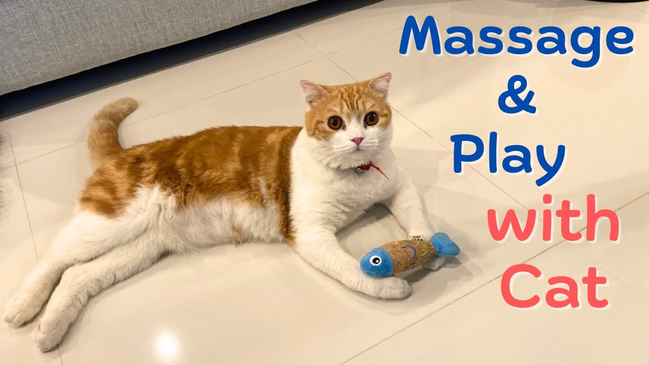 Scottish fold Cat | Play with cat , massaging cat [ Scottish Fold ~ สก็อตติชโฟลด์ ]