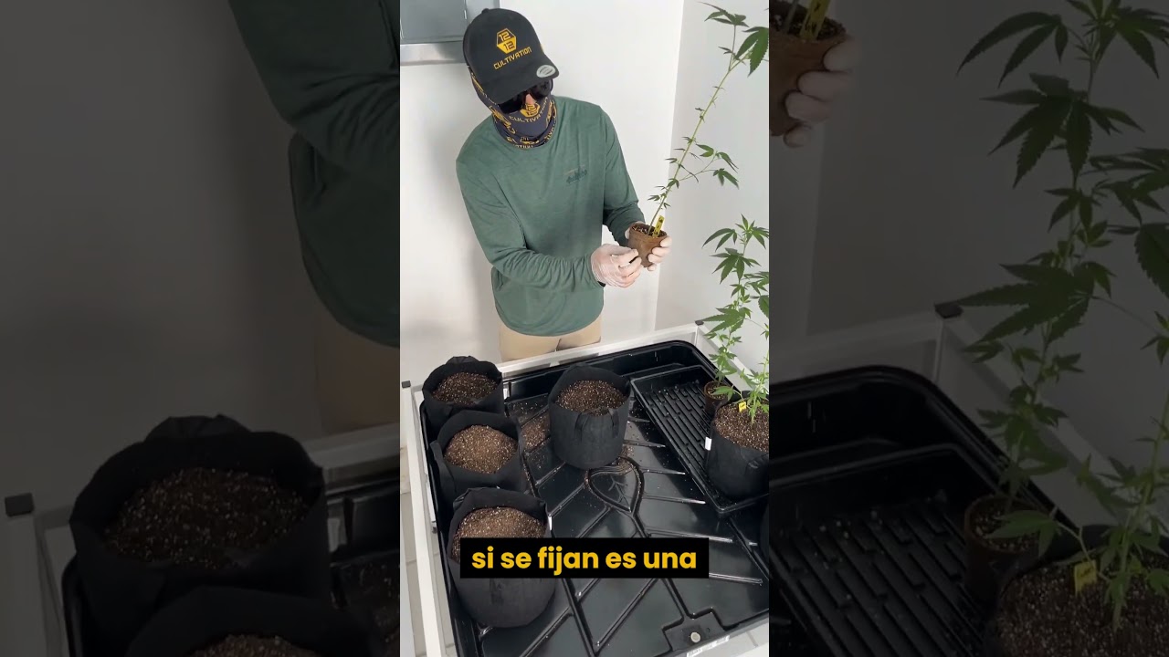 Trasplante Planta Cannabis a Maceta Final #shorts