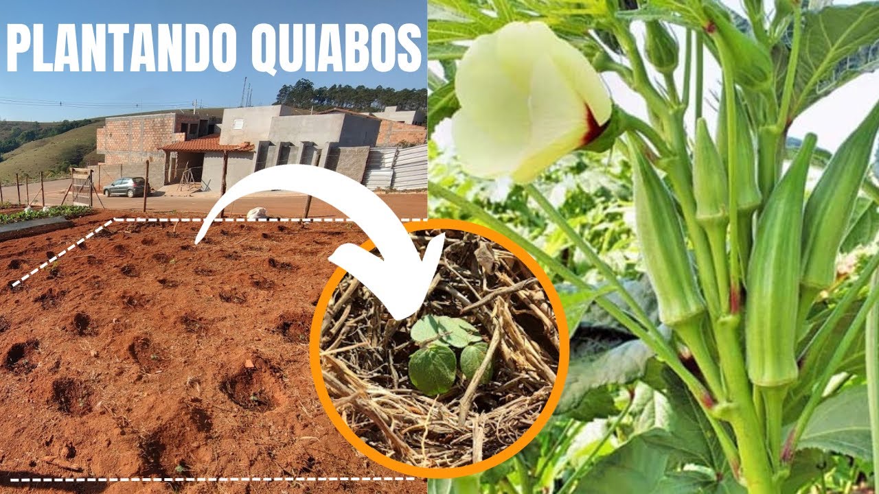 PLANTIO DE QUIABO - SEMEADURA AO TRANSPLANTE + DICAS IMPORTANTES - VIDA VERDE SISTEMAS SUSTENTÁVEIS