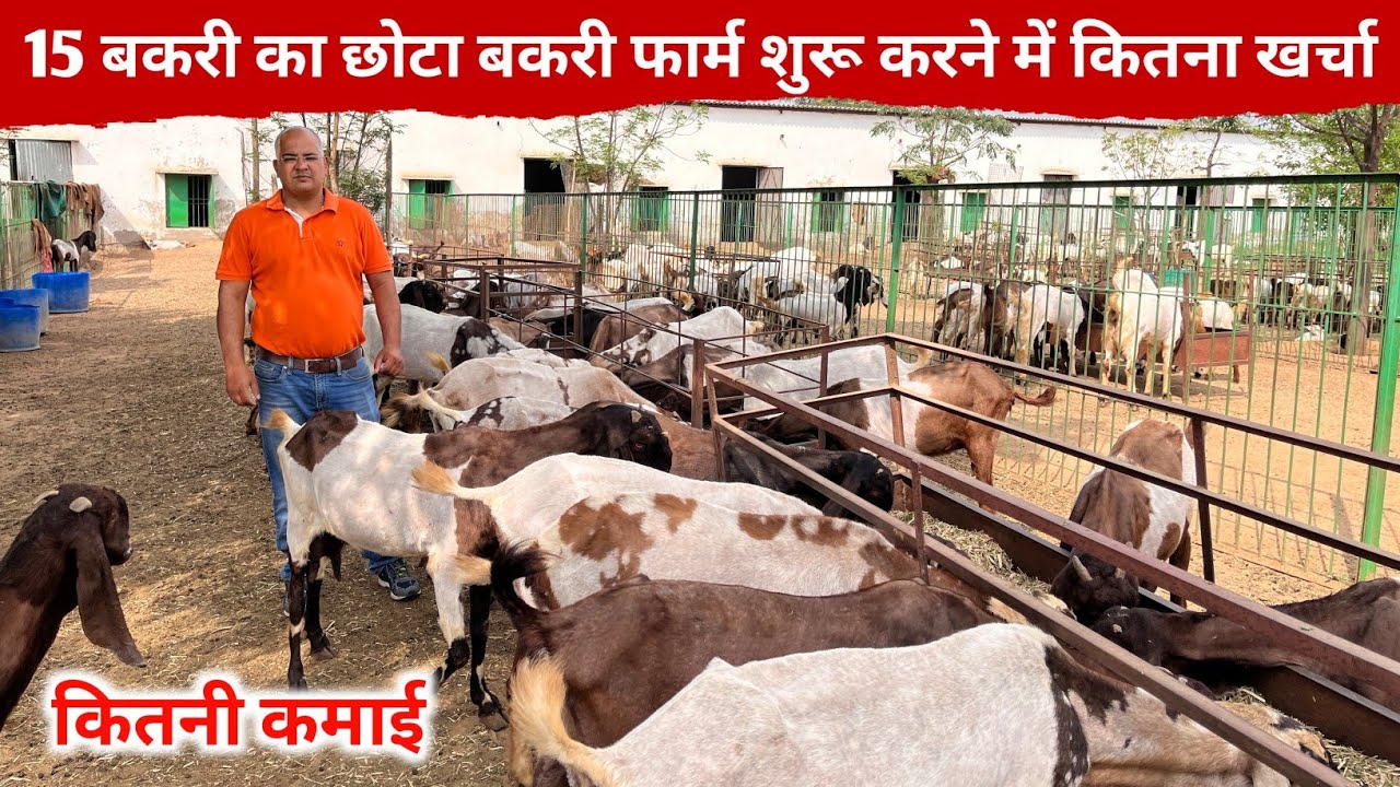 15 बकरी का छोटा बकरी फार्म कैसे शुरू करे | How To Start Goat Farm In India