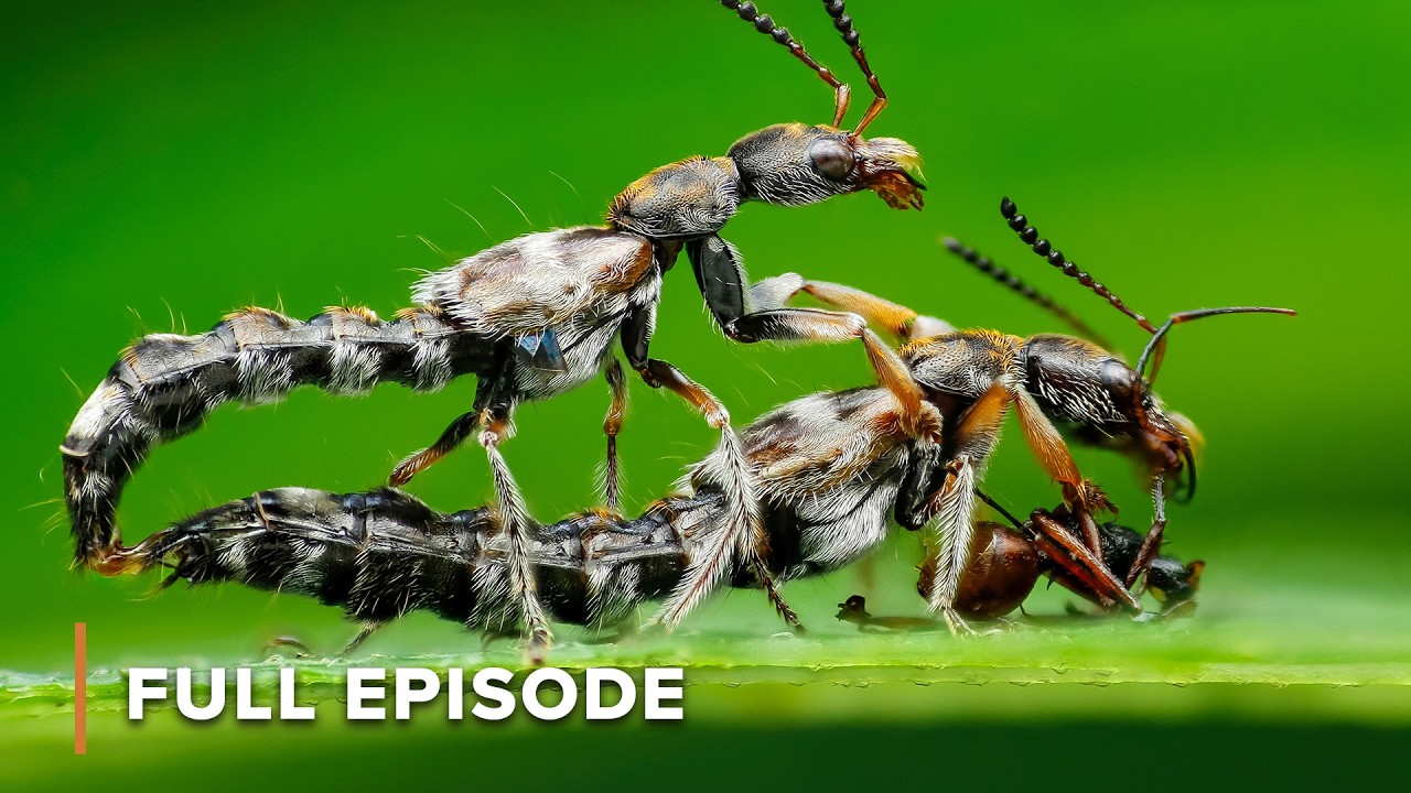Death by Thirst vs Drowning | Secrets of Wild Australia 106+107