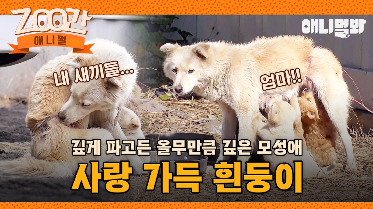 [#Zoo간애니멀] 허리가 조여오는 고통에도 모성애를 잃지 않는 흰둥이 I EP.1254 #TV동물농장 #AnimalFarm #애니멀봐