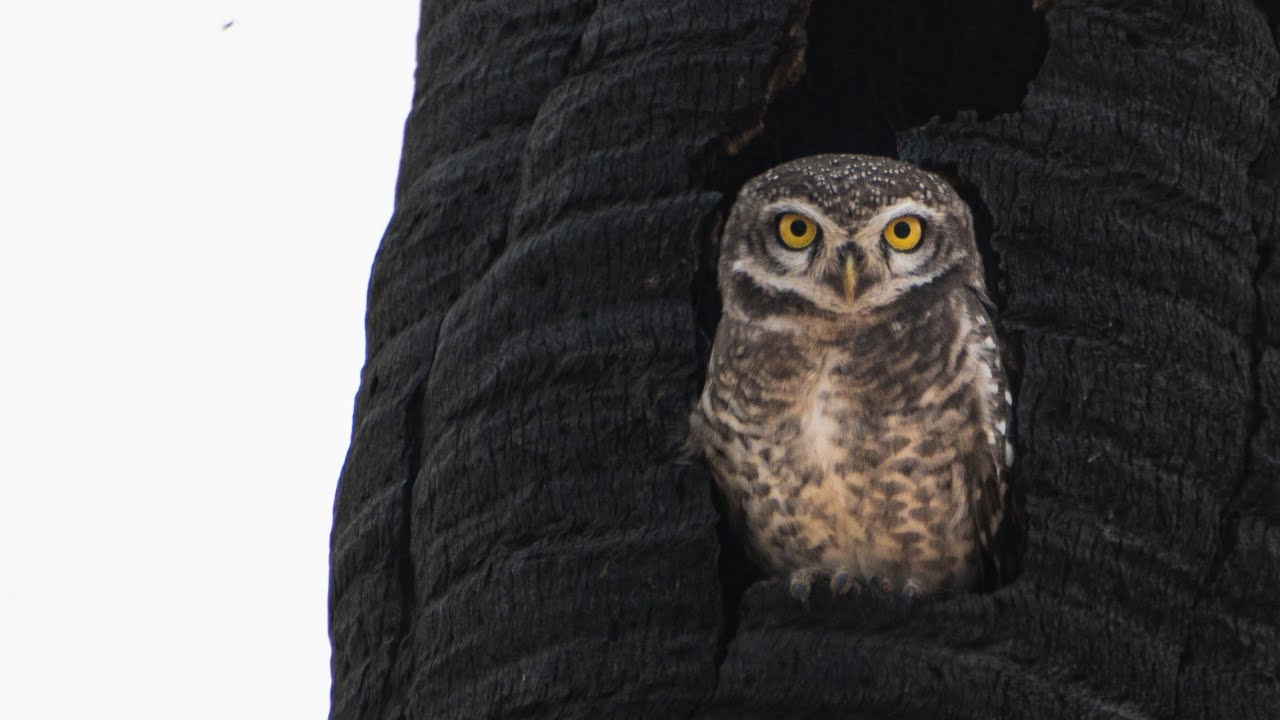 Watchful Eyes of the Spotted Owlet!!!
