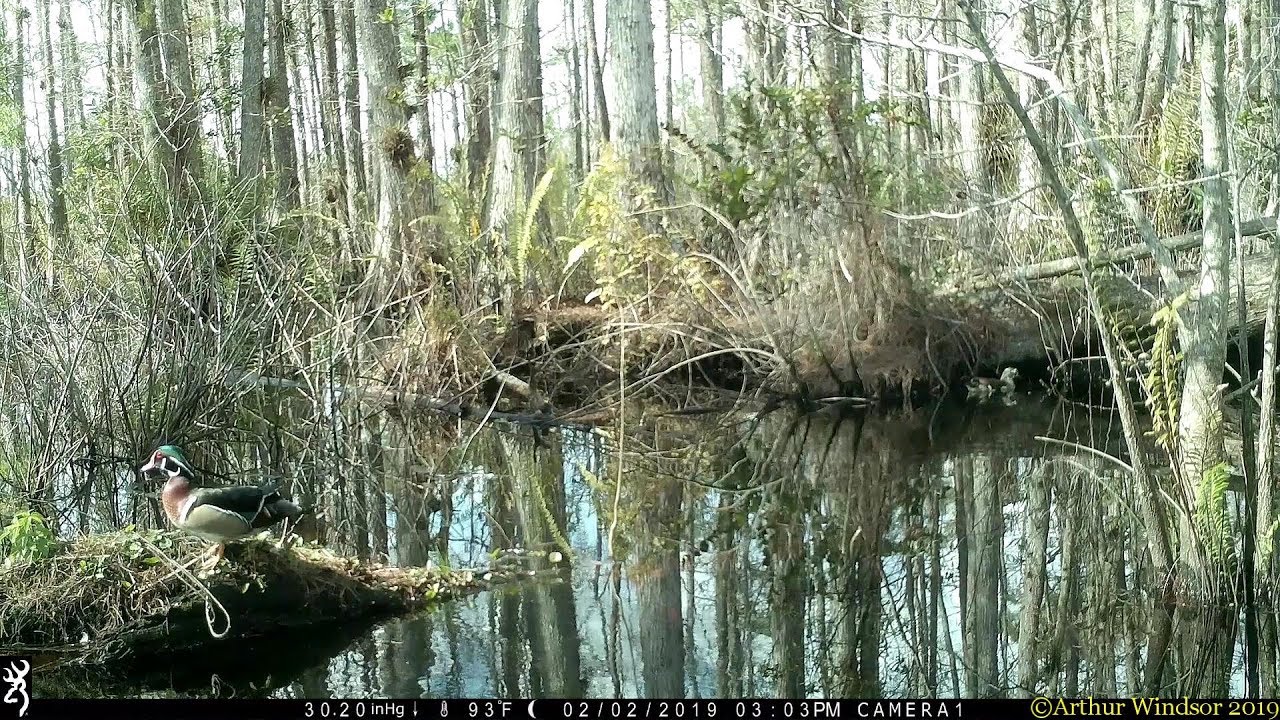 Wood Ducks & Turtle - Trail Camera - Hungryland Slough, PBC, FL