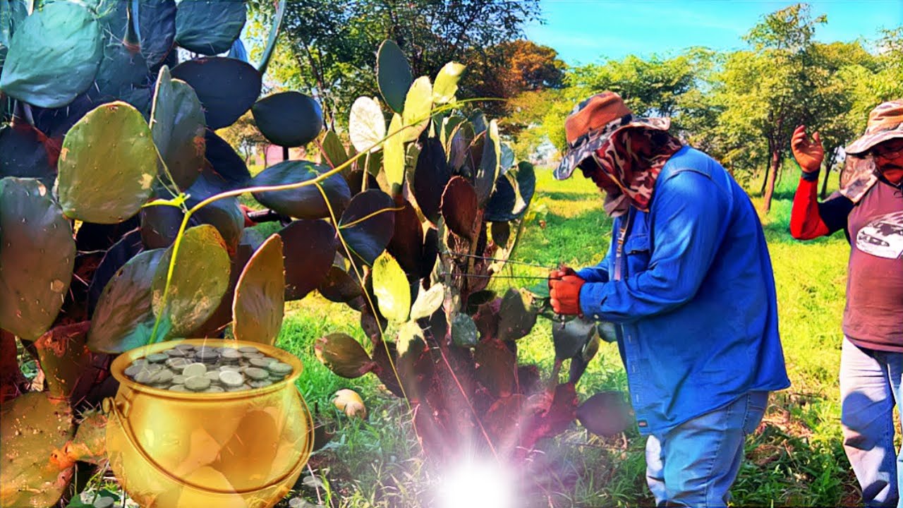 PLATA DEBAJO DEL NOPAL mira como la radiestesia localizo las monedas de plata bajo los nopales!