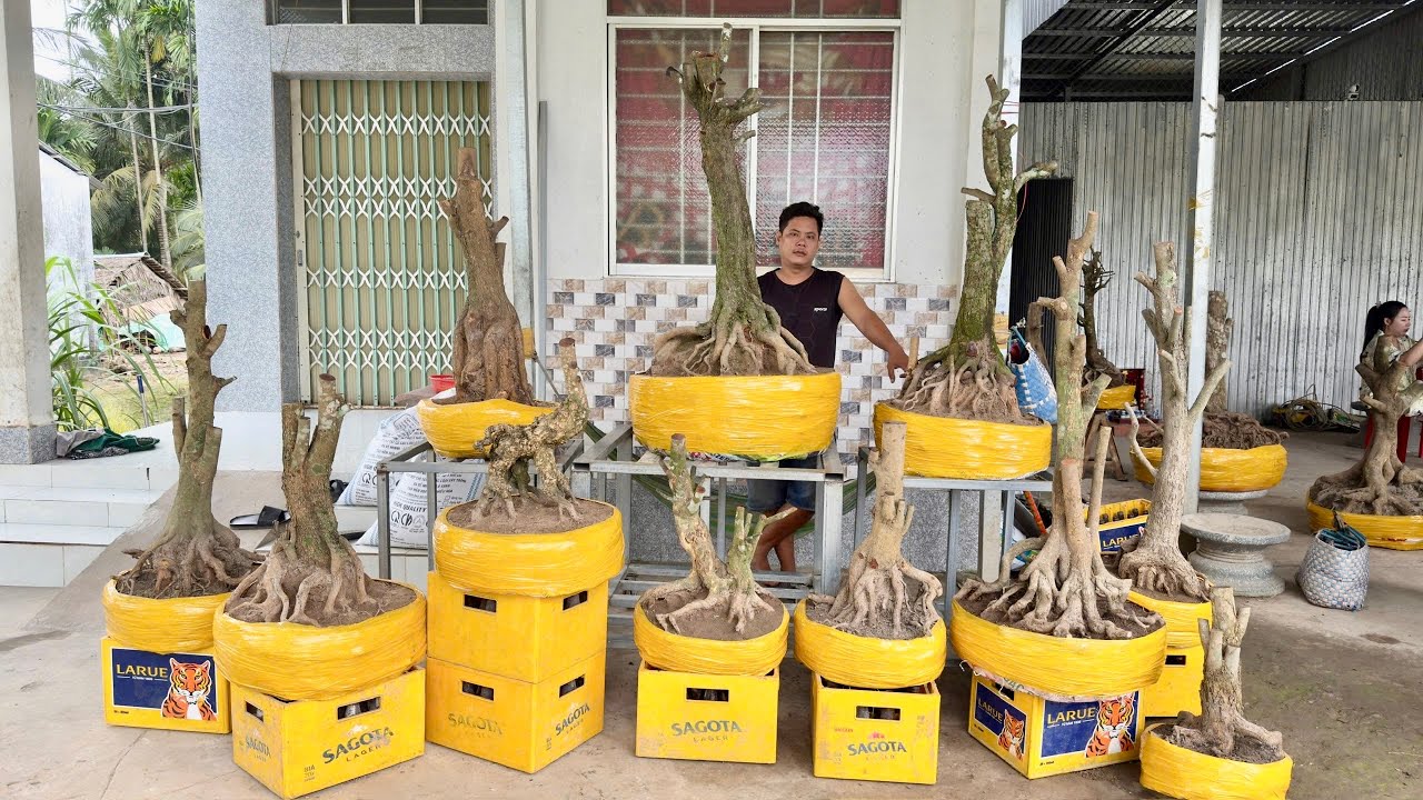 PHÔI MAI TỨ QUÝ ngày 06/O3/2O26 (#O377886760 CÓ)- PHÔI MAI VÀNG, CÚC THỌ HƯƠNG, SBSG