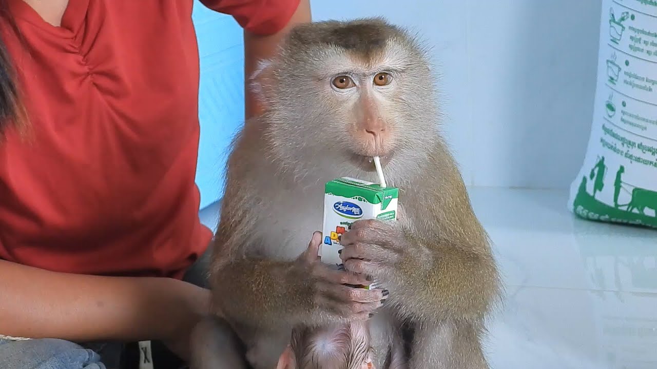 Cute Madam Luna Enjoying Milk With Baby Luka