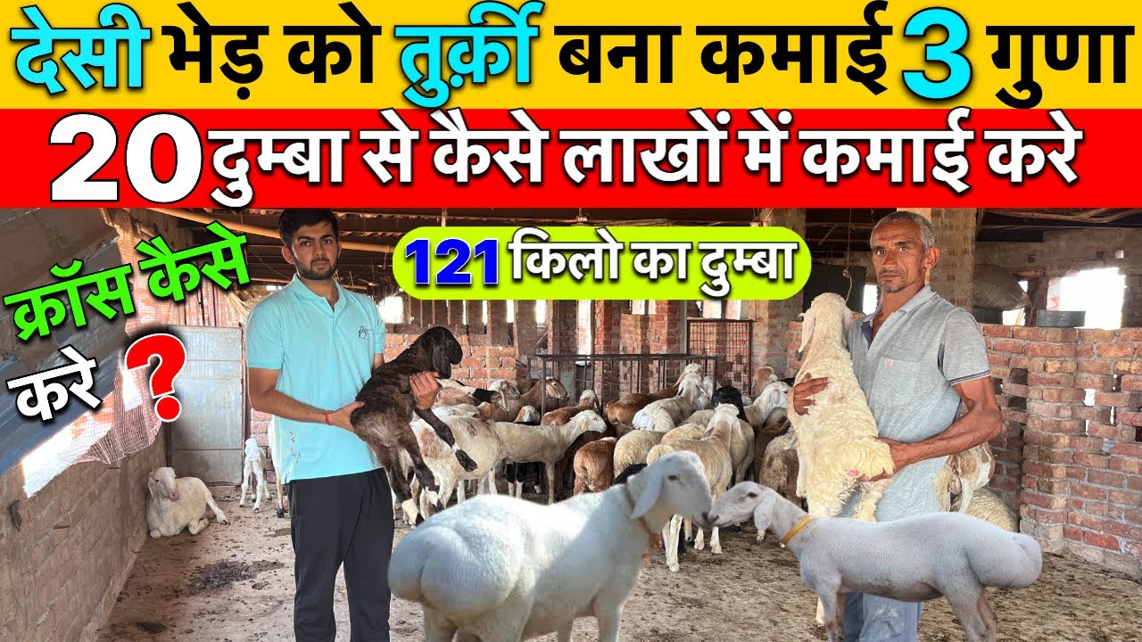 Turki Dumba भेड़ से Lakho में Kamai,Turkey Goat Farming Business,Dumba से कैसे करे Profit,खर्चा⁉️