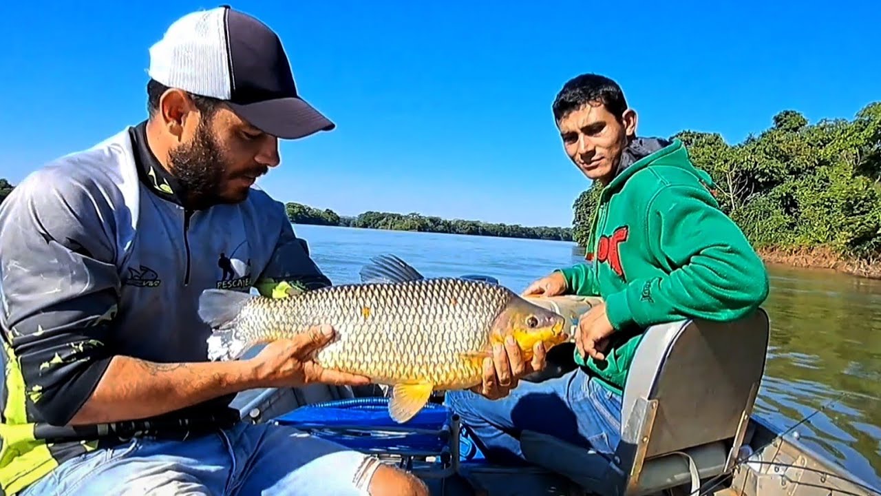 PESCARIA DE PIAUÇU GIGANTE, ERA UM MAIOR QUE O OUTRO /PESCARIA DE CEVA NO RIO PARANÁ/.Pescaria.
