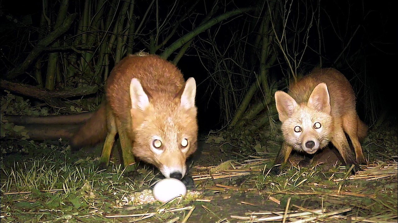 Wildlife Night Visitors 🦊🐈🦔 (EP 240)