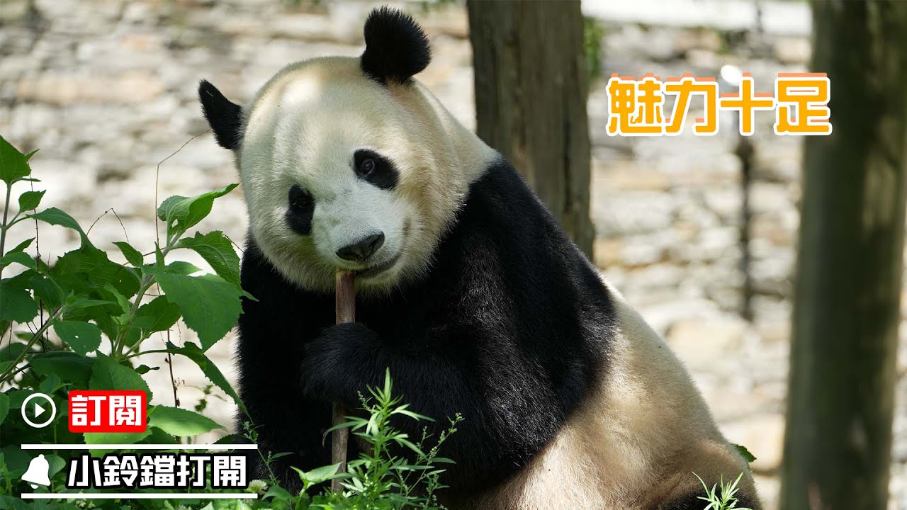《海歸熊貓探班記》第65期 個性辣媽“寶寶” |  iPanda熊貓頻道