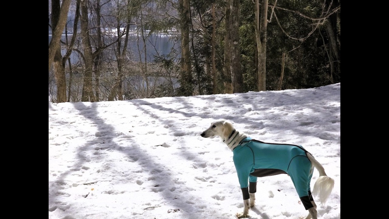 雪上トレッキング　ｉｎ　青木湖🐾🐾（Saluki）