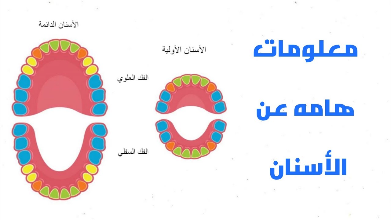 معلومات مهمه عن الأسنان