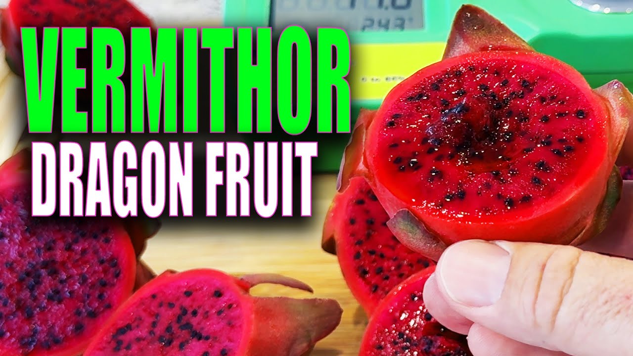 SUPER DELICIOUS NEW HYBRID / VERMITHOR Dragon Fruit TASTE and REVIEW