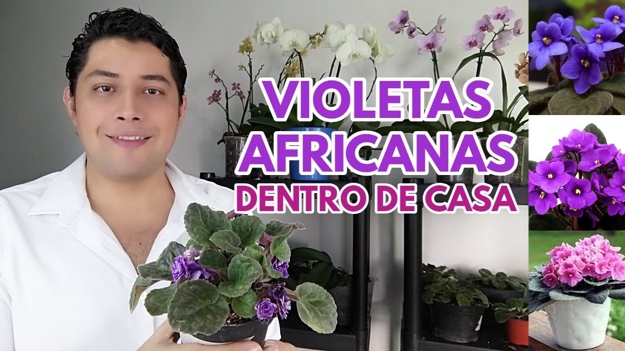 como cuidar las violetas africanas dentro de casa chuyito jardinero