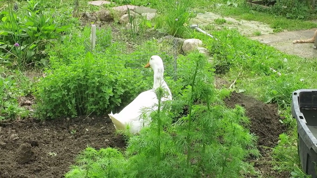 Prince the Gardener (longer)