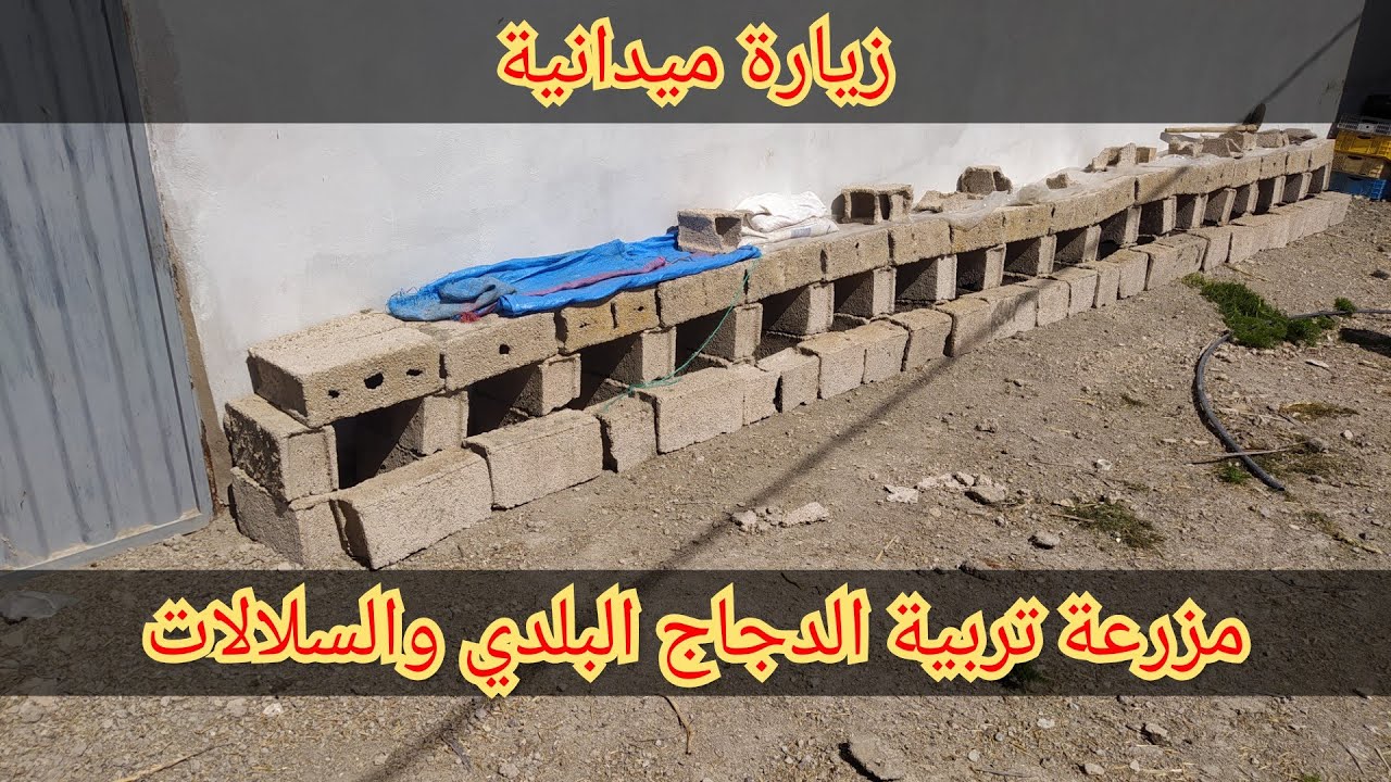 زيارة مزرعة الاخ يونس وسي محمد  لتربية الدجاج البلدي والسلالات معلومات جد مفيدة وتوصيل الكتاكيت له