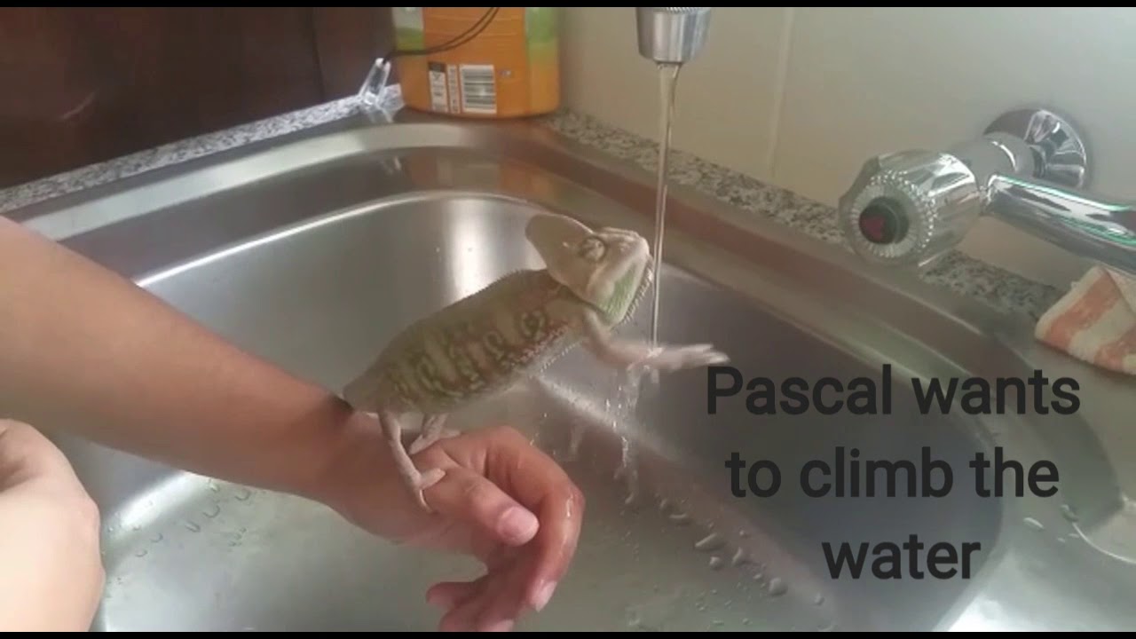 Chameleon playing with water