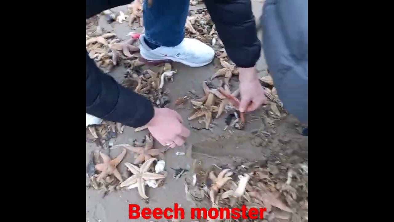 beach monster #ragworm #foraging #sea #seafood #seaside 🙊🙊🙊🙊🙊🙊