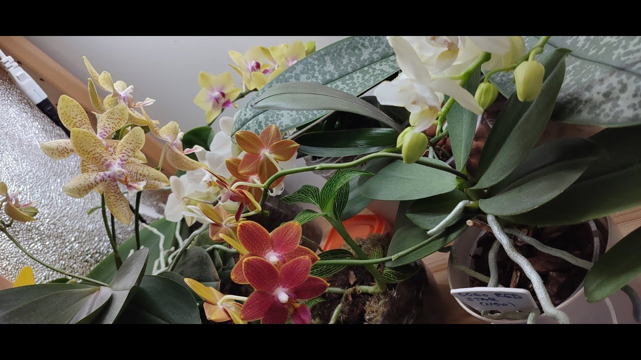 Prihrana Orhideja