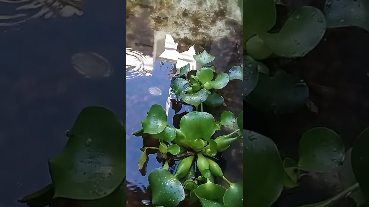 Hồ cá bên am thất 