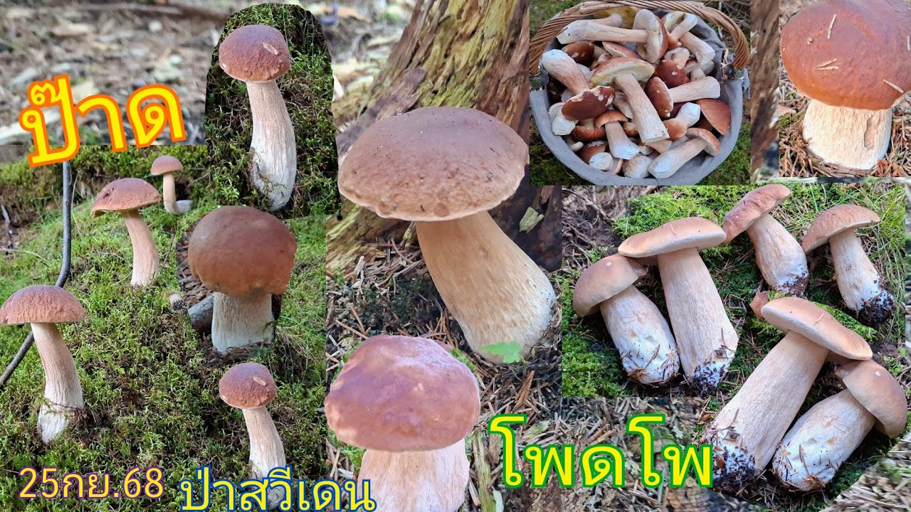 ป๊าดเห็ดผึ้งหวานหมานคือเก่า ขาขาวจั๊วตั้งโชว์ไว้รอในป่าจุดแรกที่ปังๆขอบคุณพี่โบ้พาเข้าป่าหลังเลิกงาน