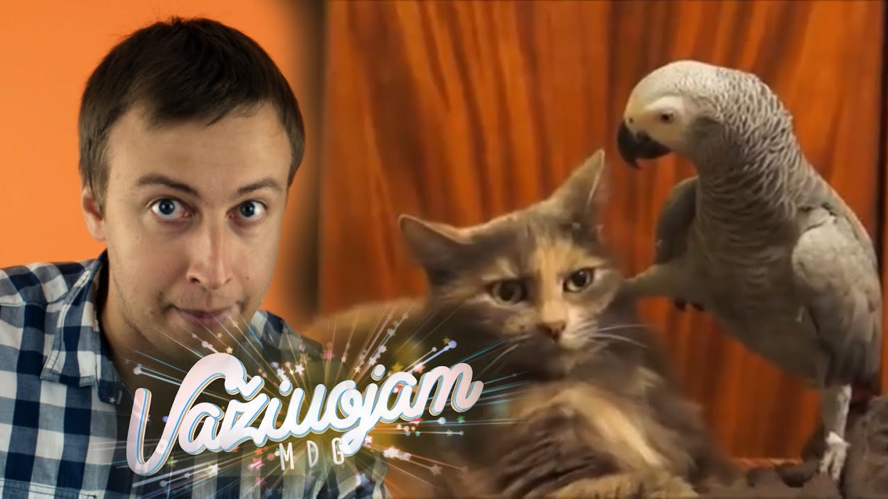 Važiuojam: animalų planeta