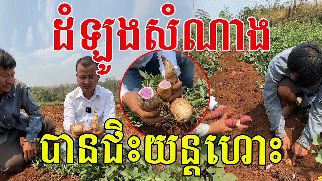 ដំឡូងសំណាងបានជិះយន្តហោះមុនម្ចាស់ ល្មួតផ្អែមល្អណាស់ ក្រៅសក្នុងស្វាយ