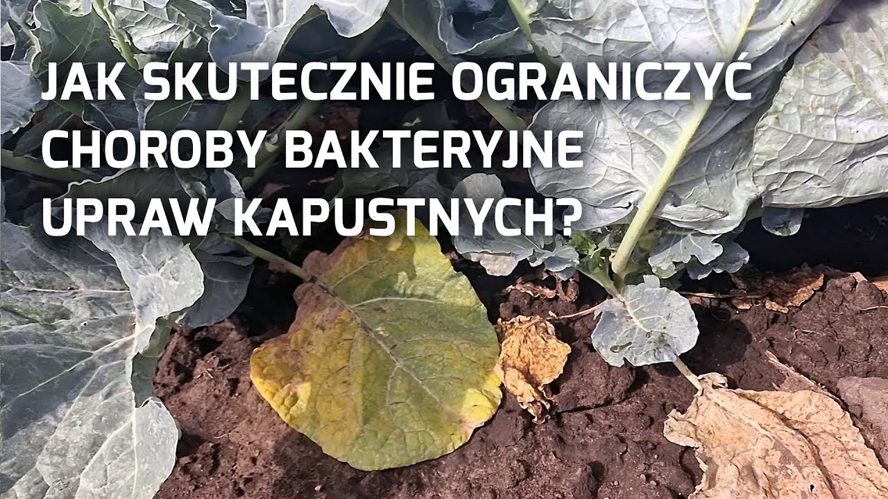 Skuteczne ograniczanie chorób bakteryjnych w uprawach kapustnych