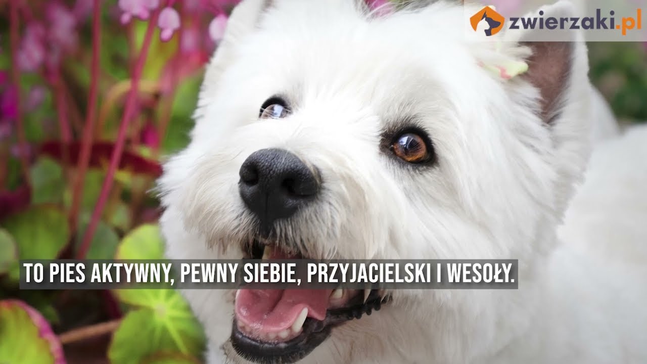 West highland white terrier – opis rasy