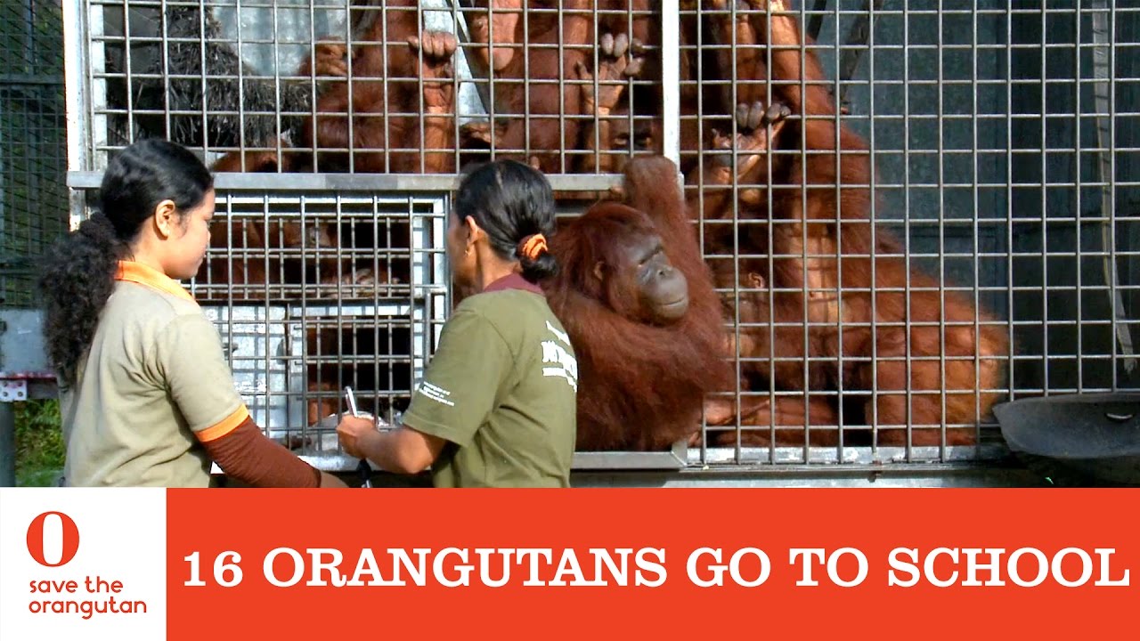 Orangutans go to school - Save the Orangutan