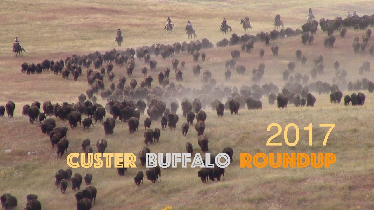 Custer Buffalo Roundup 2017